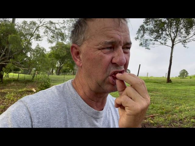 The Guava (cherry) Farming Amaphupho