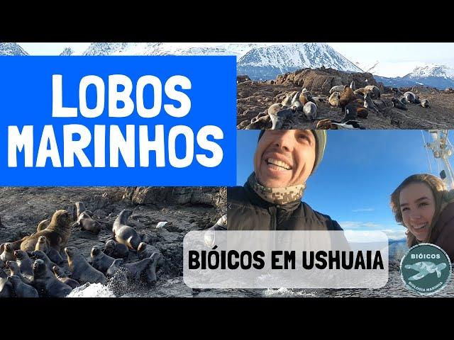 Lobos Marinhos  - Bióicos em Ushuaia #2