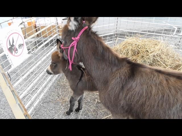 Hélium de Bel'Âne à la foire de Gap