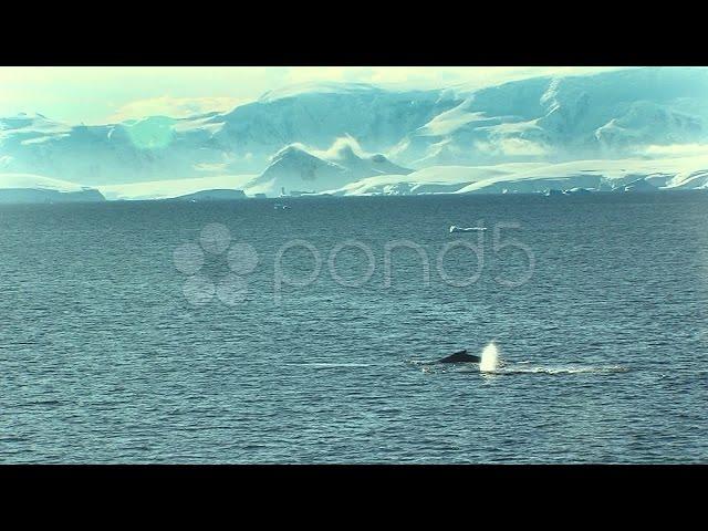 Whale Spouts With Antarctic Landscape. Stock Footage