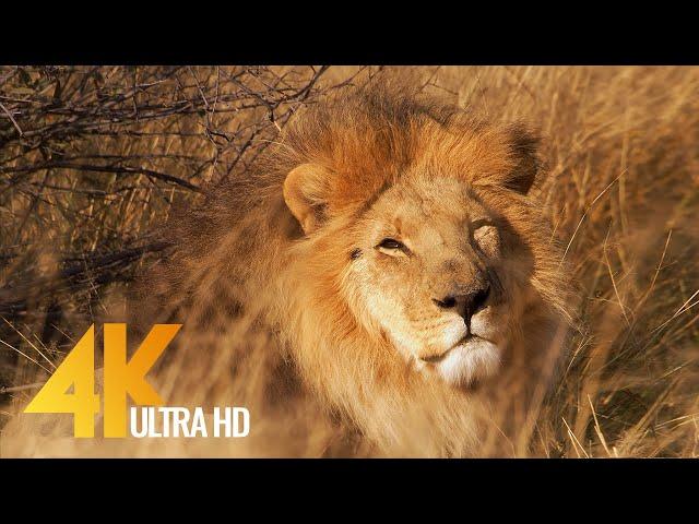 Lions in 4K 10 bit color - African Wild Animals - 5 HRS