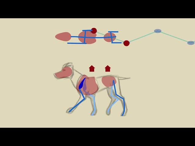 quadruped locomotion