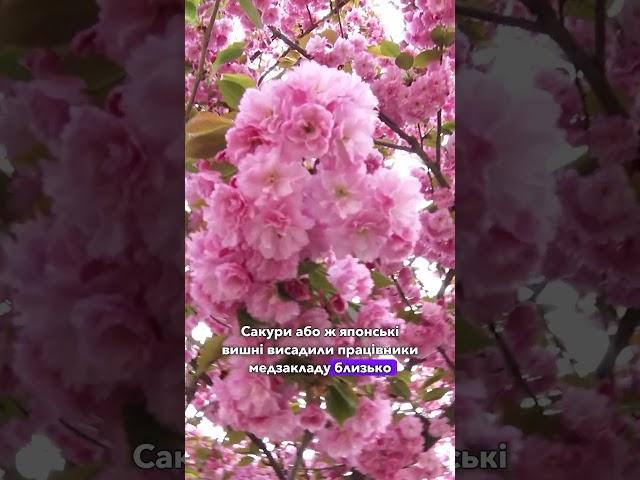  АЛЕЯ САКУР У ЛУЦЬКУ