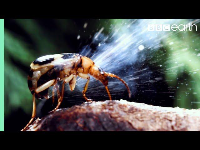 Bombardier Beetle Sprays Acid From Its Rear | Life | BBC Earth