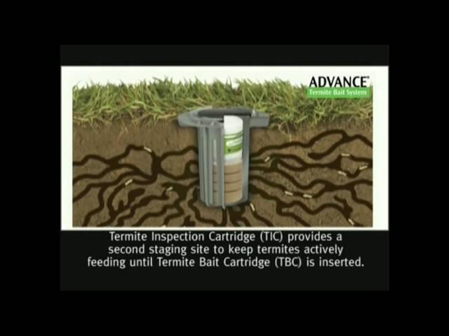 Aggro presents The Advance Termite Baiting System by BASF