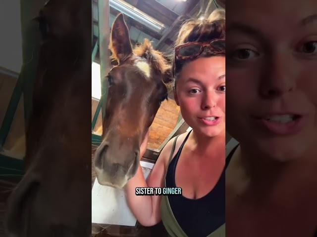 Let’s meet ALL of my baby foals! #babyhorse #babyanimals #aqha