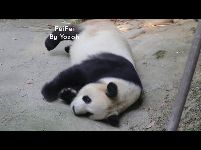 FeiFei妃妃 DuJiangYan Panda Park都江堰熊猫乐园