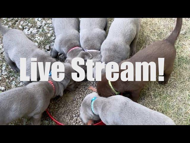 Lab Puppies LIVE STREAM ! Puppy Cam Aug 24 !