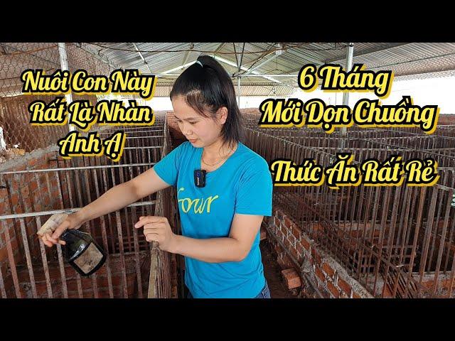 Mô Hình Chăn Nuôi Độc Đáo Của Cô Gái 9X | Khởi Nghiệp TV