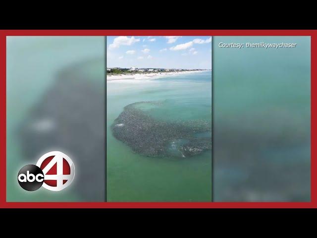 Sharks slice through large school of fish off Pawleys Island coast