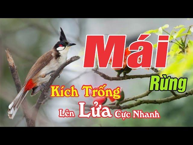 Chào Mào Mái Kích Trống Lên Lửa Ngay - Luyện Chào Mào Trống Nhanh Căng Hót Ché Cực Xung