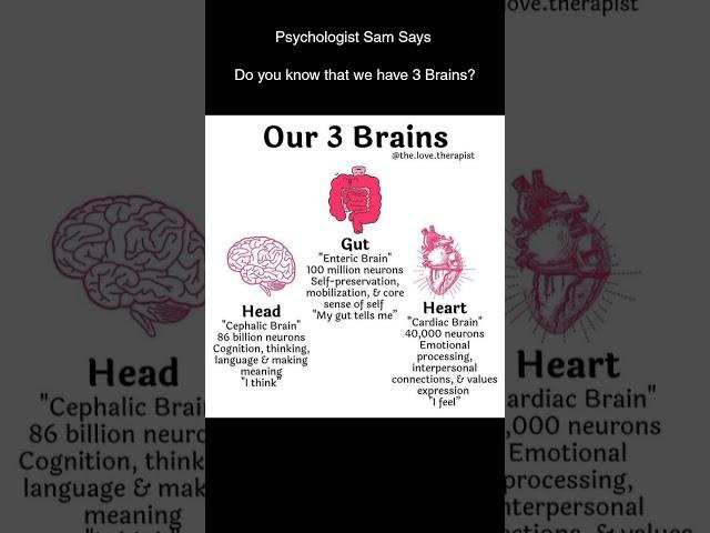 Psychologist Sam Says: Our 3 Brains : Triune Brain