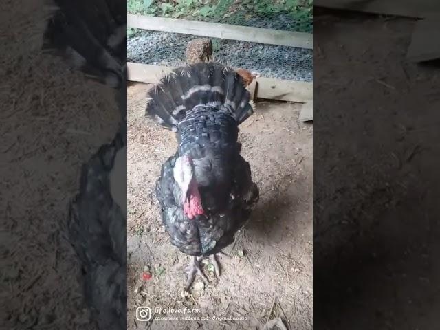 I'm actually.... #farmlife #petturkey #chocolate #followme #shorts #hesfun #hescute #life #family