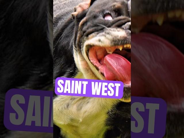  #armedanddangerous #oldeenglishbulldogge #SaintWest #chrisandgina