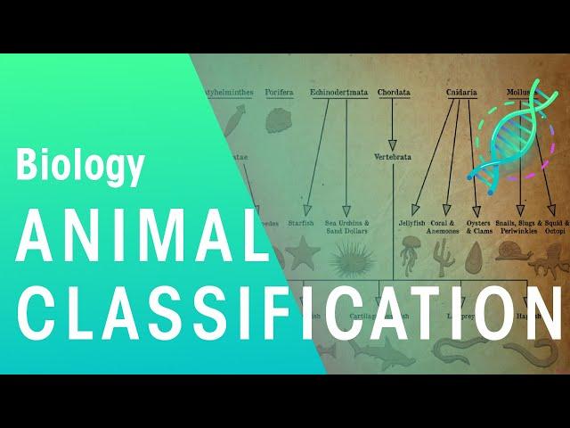 Animal Classification | Evolution | Biology | FuseSchool