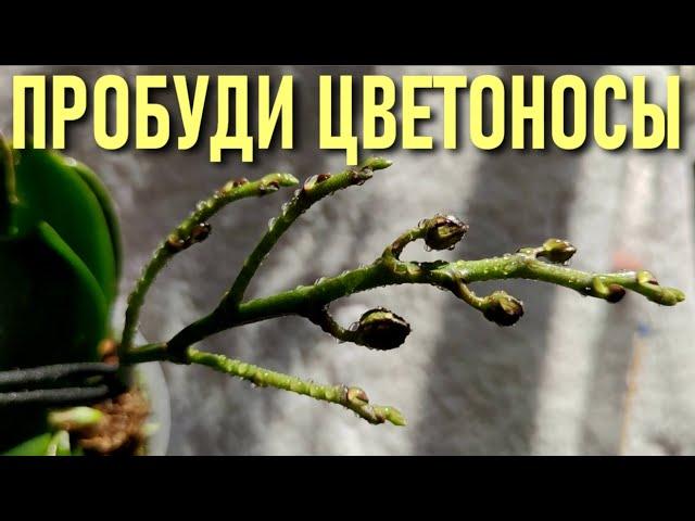 ДЛЯ ПЫШНОГО ЦВЕТЕНИЯ СДЕЛАЙТЕ ЭТО!! ВОДНЫЙ МЕТОД АКТИВАЦИИ ПЫШНОГО ЦВЕТЕНИЯ ОРХИДЕЙ С РЕЗУЛЬТАТОМ!!!