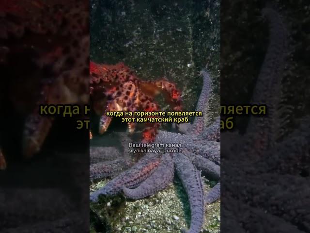 Бессмертная морская звезда!
