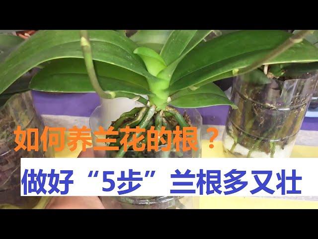 兰花的根要怎么养？做好这“5步”，蝴蝶兰的根多又壮，年年开花！（阿涛养花84期）Raising Phalaenopsis！