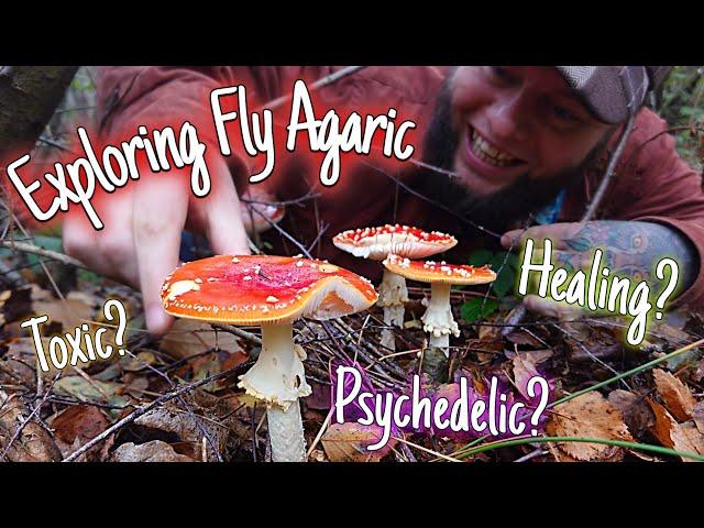 Exploring the Fly Agaric: Nature's Magical Fairytale Mushroom  (Amanita muscaria)