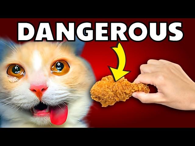 11 Foods You Should Never Feed Cats