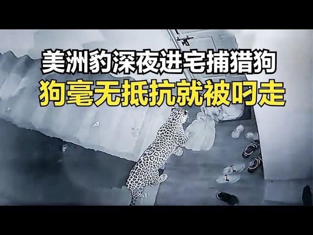 美洲豹深夜进入住宅捕猎家狗，狗毫无抵抗就被叼走捕猎，速度真快