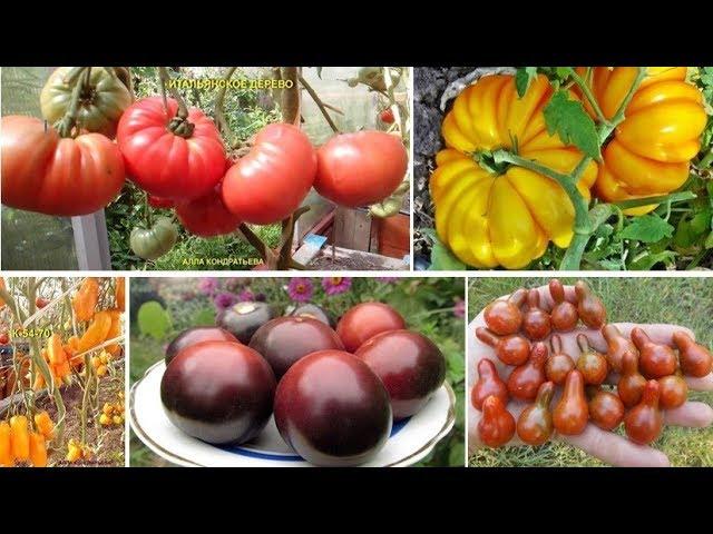 ЛУЧШЕЕ. НЕОБЫЧНОЕ. ЭКСКЛЮЗИВНОЕ. Коллекционные томаты (Часть 1)