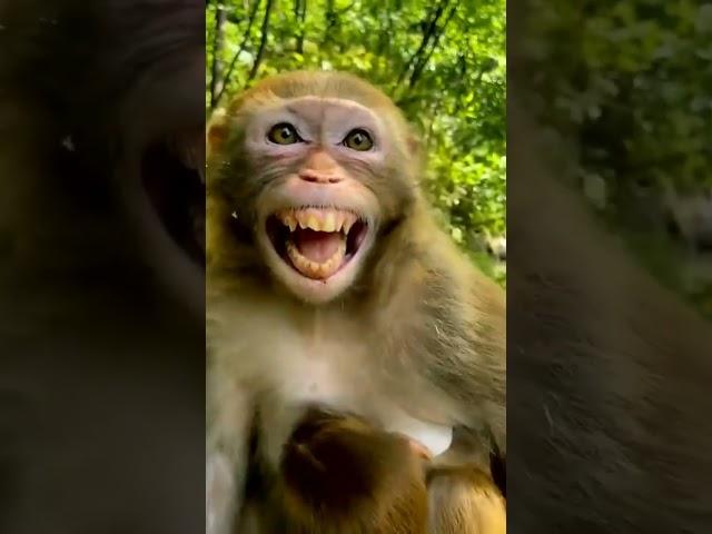 Monkey Laughing Funny   video - Animal 