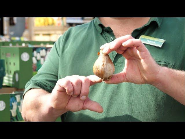 Gartencenter Mencke - Im Herbst Blumenzwiebeln pflanzen: Tipps und Anleitungen