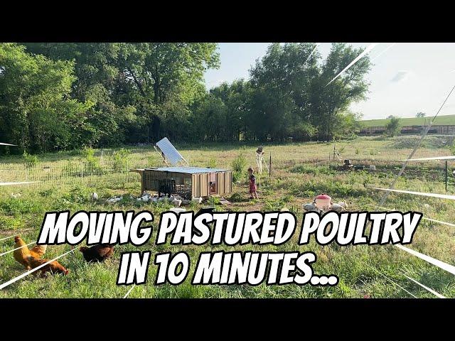 Moving 50+ Pastured Chickens in 10 minutes - Raising Meat Birds - E04