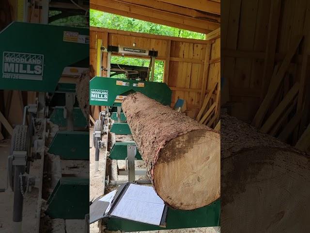 How Much Lumber Will I Get Out of This 16" Log? #shorts