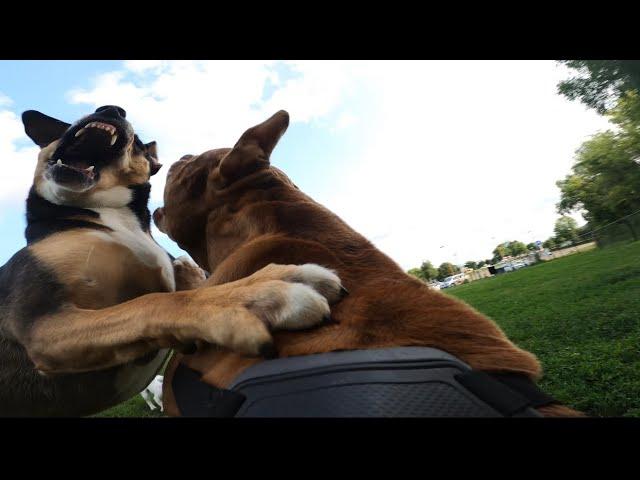 Pit Bull ATTACKED by Dominant Dog At Dog Park