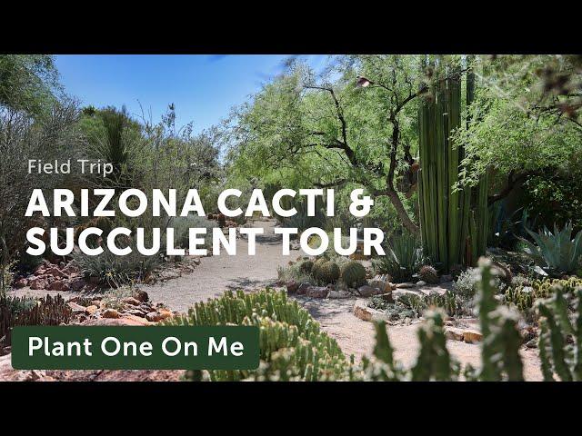 Arizona CACTI & SUCCULENT TOUR at Tucson Botanical Garden — Ep. 329