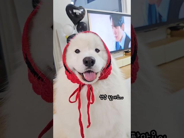 성냥팔이웅이 #사모예드 #samoyed #강아지 #반려견일상 #cutedog #samoyedpuppy