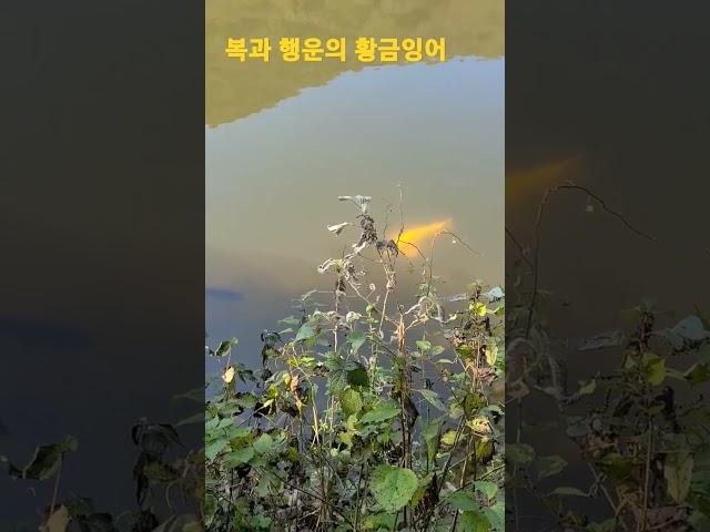 복과 행운의 황금잉어_golden carp.
