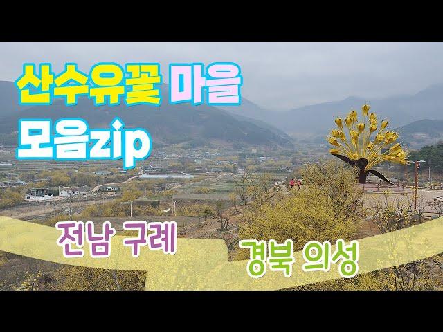 3월 봄꽃 여행지 추천 | 산수유꽃 | 구례 산수유마을 | 의성 산수유마을