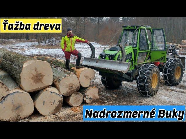 Ťažba nadrozmerných bukov/Big Trees/Logging, Amles, ORVEX LT 100/Stihl ms 461/Working in to forest