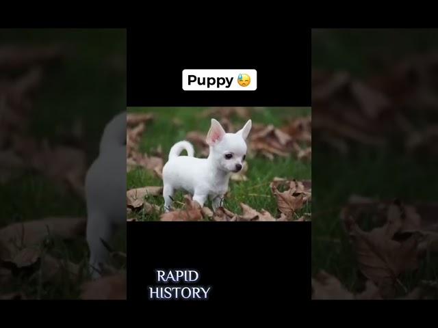 Worst Ways Animals Have Died - Part 6 | Rapid History