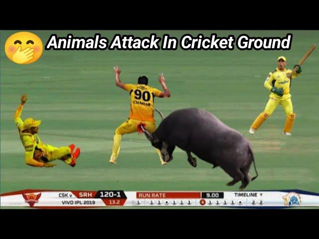 Top 8 Funny Animal Attacks in Cricket History Of All Times