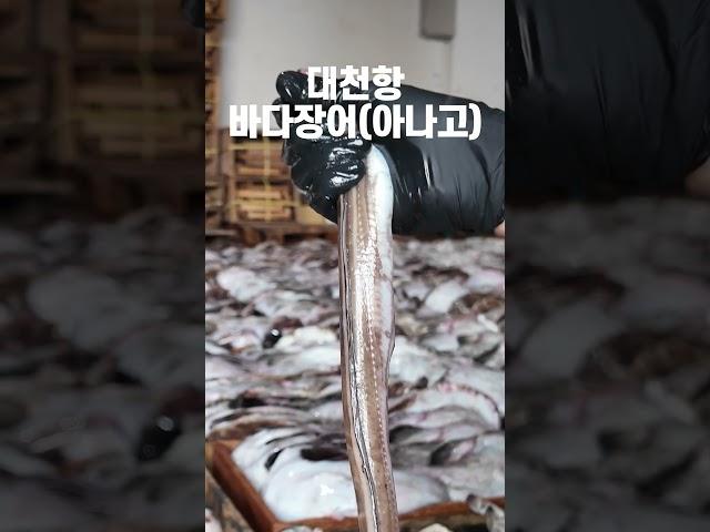 여름 더위, 바다장어로 극복하자! 붕장어! 아나고!