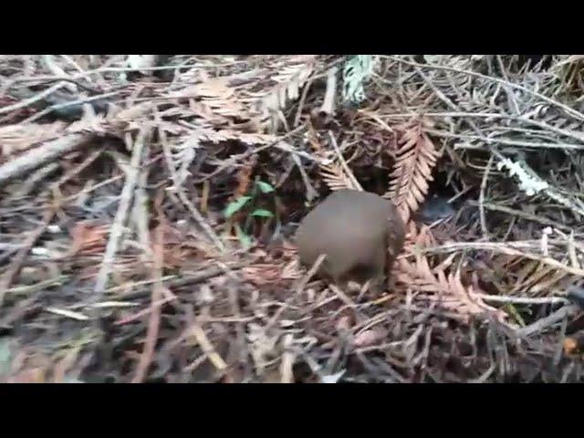 Lycoperdon Umbrinum - The Shadow Puffball