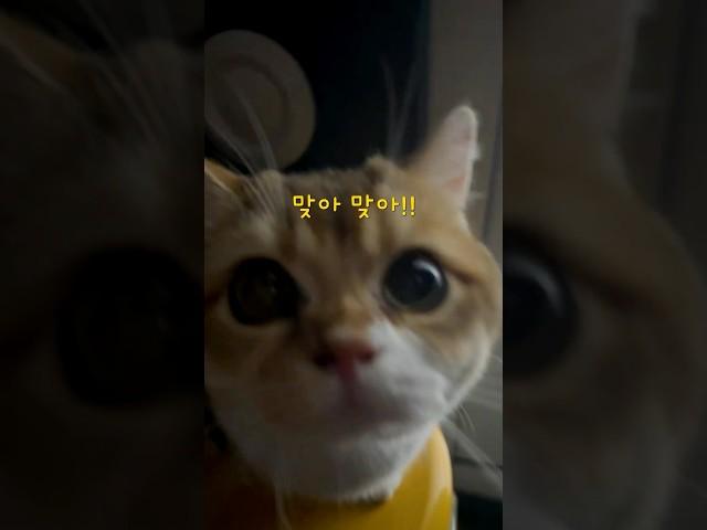미쳐버린 집사와 멀쩡한 고양이의 노래 녹음 #고양이 #냥춘기 #cat #고양이일상 #노래커버