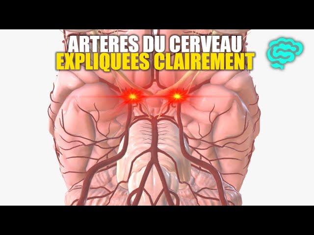  Neuroanatomie: Artères du Cerveau Expliquées Très Clairement par Dr Astuce