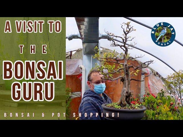 A winter visit to The Bonsai Guru. Bonsai & Bonsai Pot Shopping!