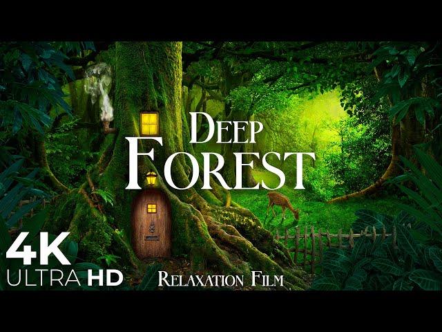 The Breath of the Forest 4K  Nature Relaxation Film with Peaceful Relaxing Music & Video Ultra HD