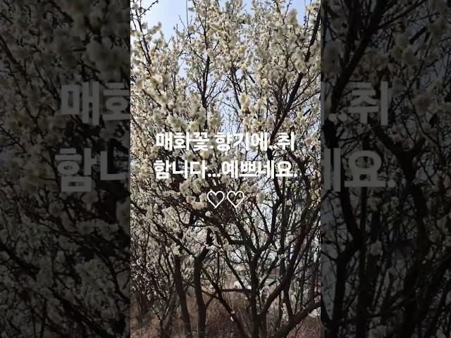 매화꽃...~~   #매화꽃 #봄꽃  #봄 #매화꽃 #매실나무 #매실