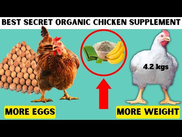 STOP WASTING MONEY ON CHICKEN SUPPLEMENTS AND DEWORMERS | USE THIS ORGANIC HOMEMADE SUPPLEMENT