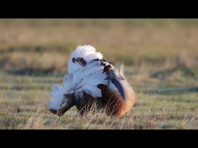 Great Bustard (Otis tarda)️️