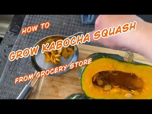 How to grow kabocha squash from grocery store #kabocha#Howtogrow#pumpkins#squash #gardening