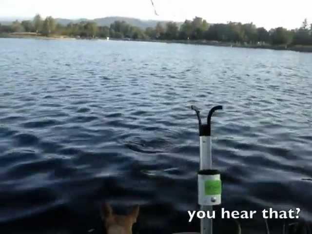 CHIHUAHUA PACINO GONE FISHING