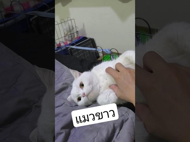 แมวขาว #happy #ทาสแมว #funny #แมว #cat  #pets  #reels #youtube #fyp #สัตว์โลกน่ารัก #สัตว์เลี้ยง